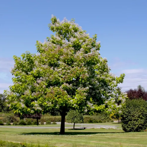 Tree Services